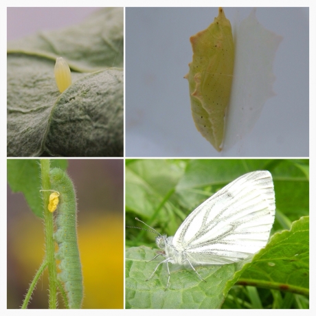 The life cycle of the butterfly