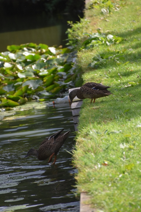Toch maar het trapje..