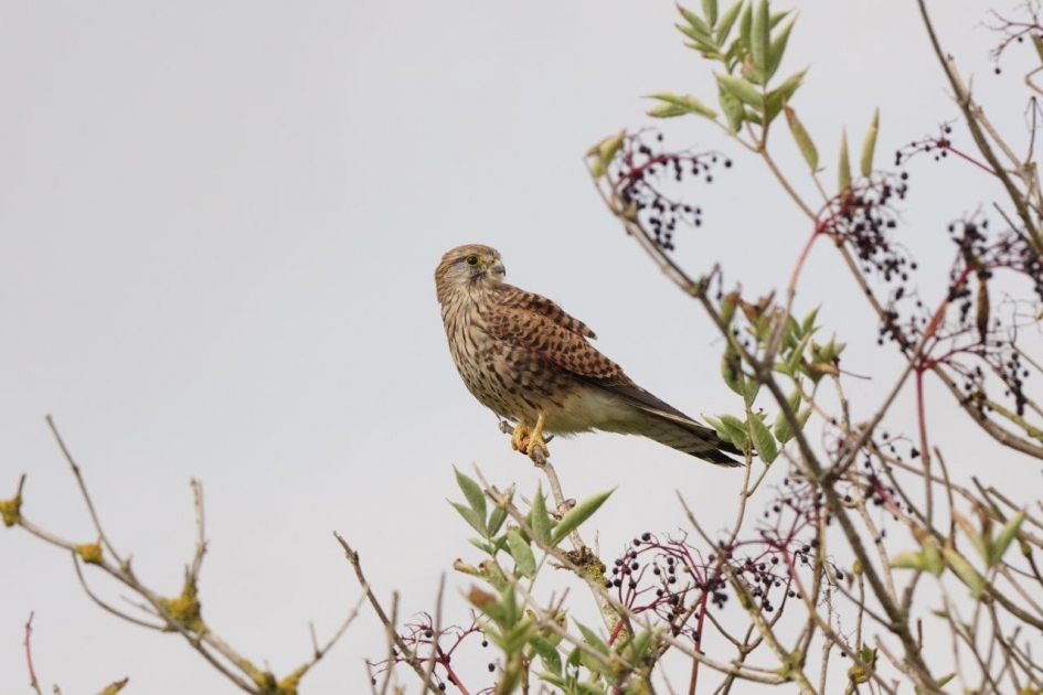 Torenvalk - Vogels - Torenvalk