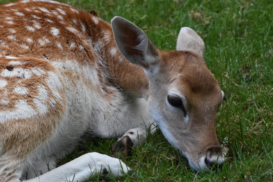 Treurig - Zoogdieren - 