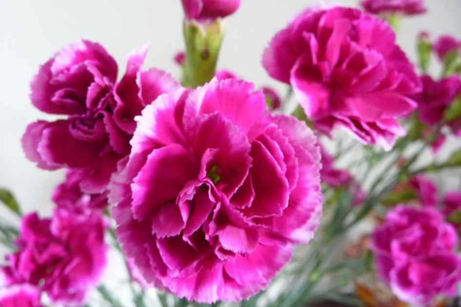 Trosanjers - Planten - 