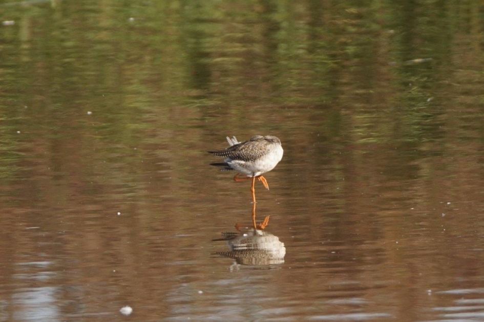 tureluur - Vogels - tureluur