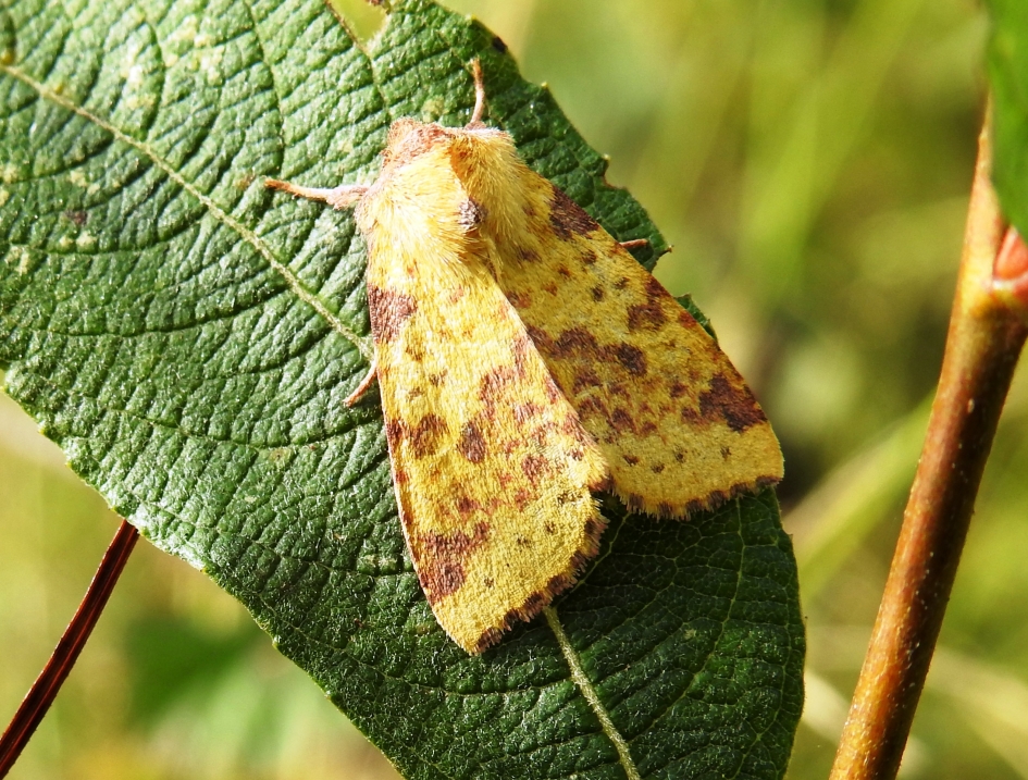 Wilgengouduiltje - Geleedpotigen - Wilgengouduiltje