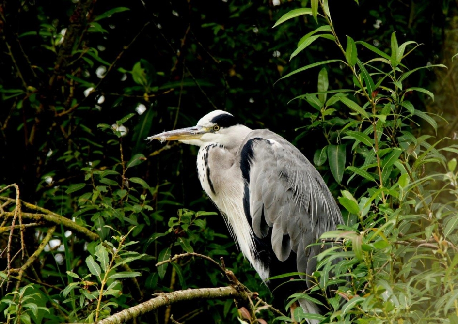 Uitbuiken - Vogels - Blauwereiger