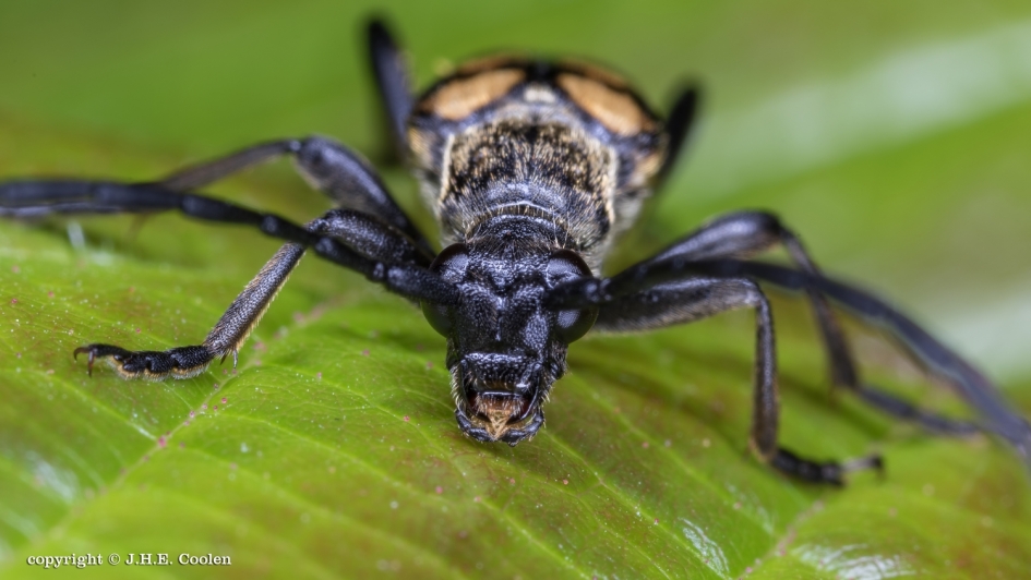 Uitdagend - Geleedpotigen - Gevlekte smalboktor