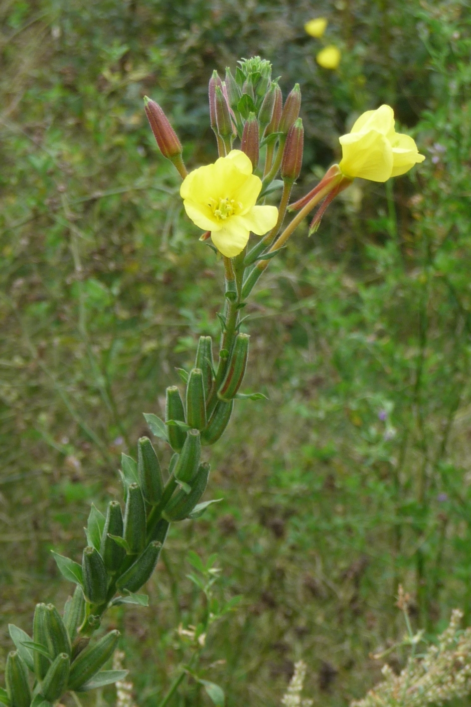 Uitgebloeid..... - Planten - 