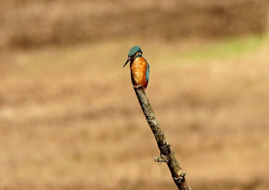 Uitkijk post  Wieringermeer - Vogels - ijsvogel