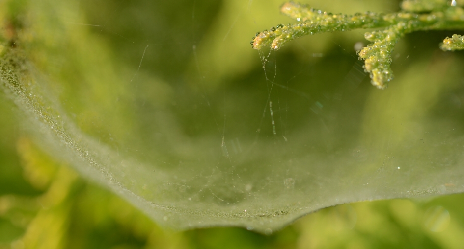 Vangnet - Geleedpotigen - 