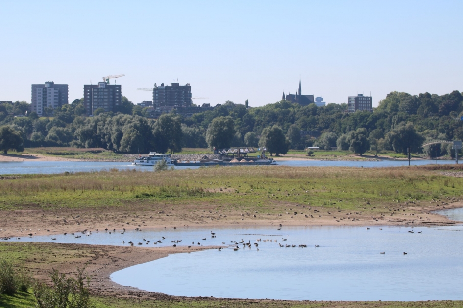 Veel ganzen - Vogels - 