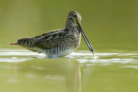 Vegetarische Watersnip?