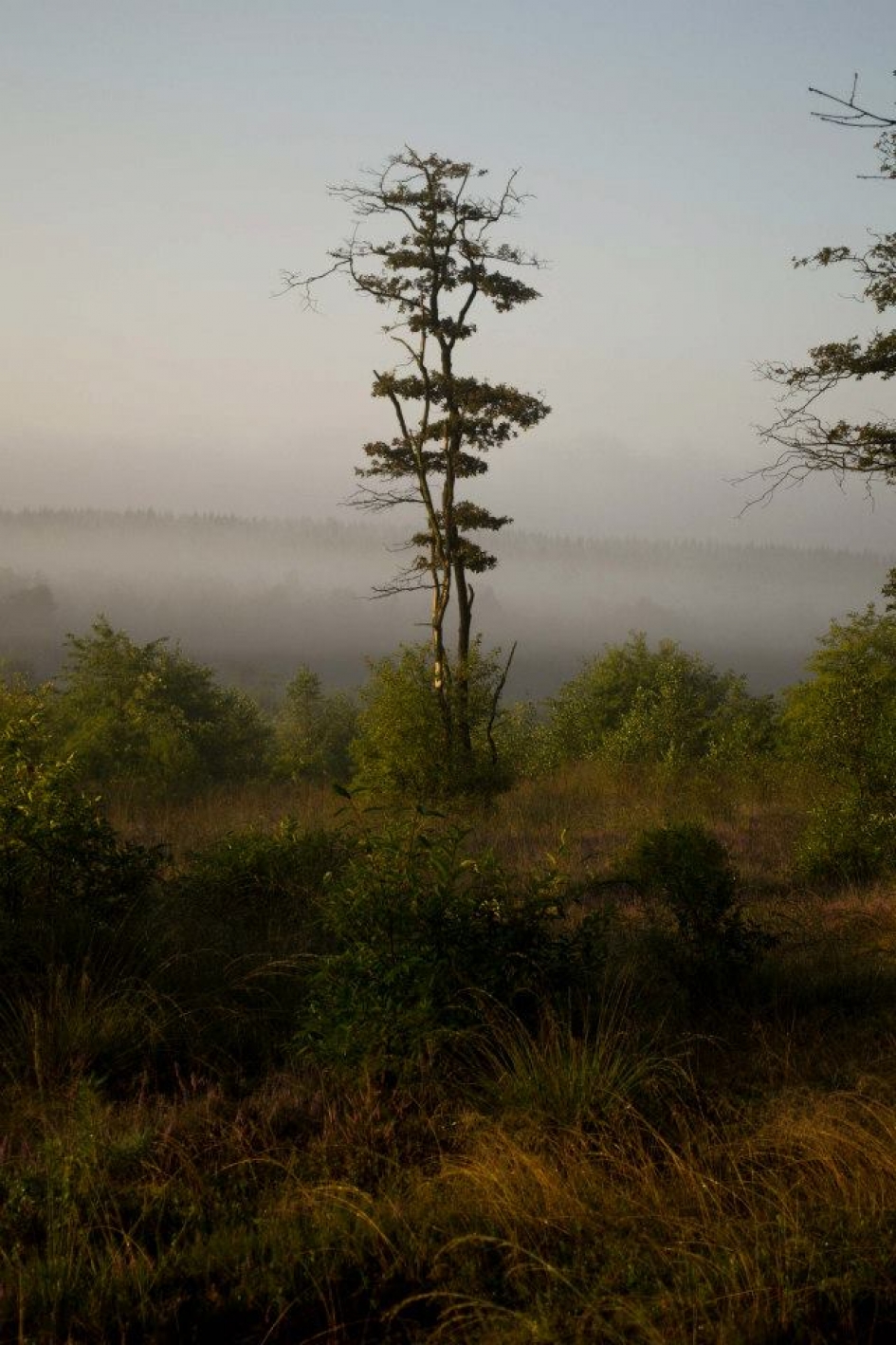 Veluwe 2 - Weer en landschap - 