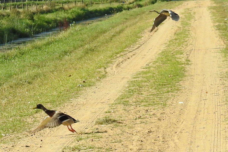 Verkeer van rechts heeft voorrang. - Vogels - Reiger en wilde eend