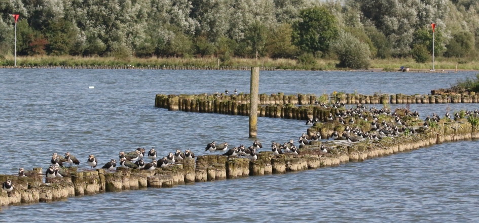 Verzamelen aan de Lek - Vogels - Kieviten