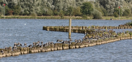 Verzamelen aan de Lek