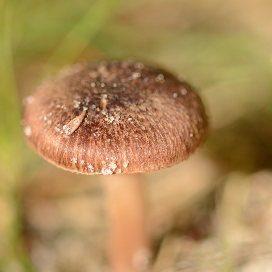 Vezelkopje - Schimmels - Vezelkop spec.