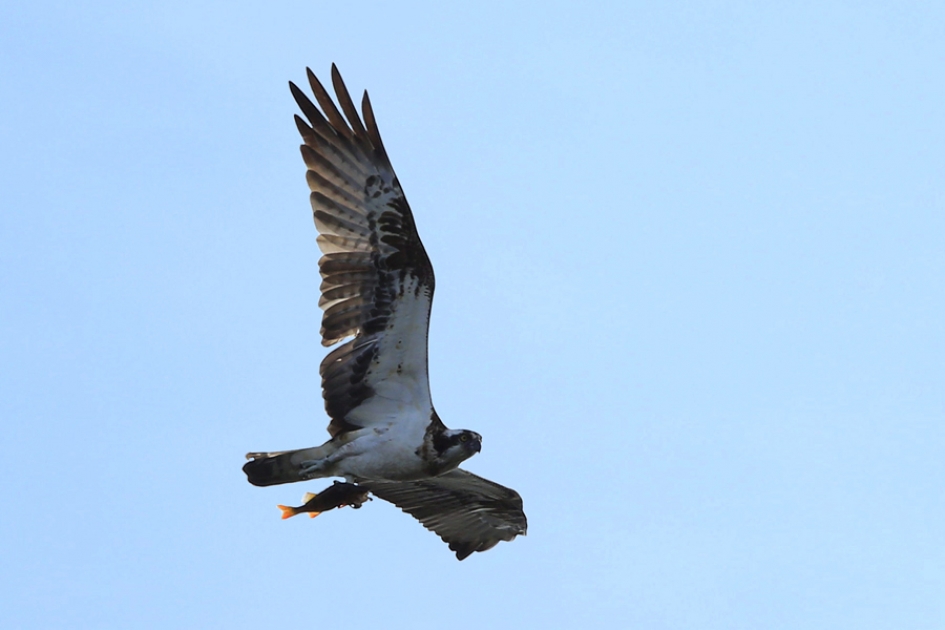 Visarend - Vogels - Visarend