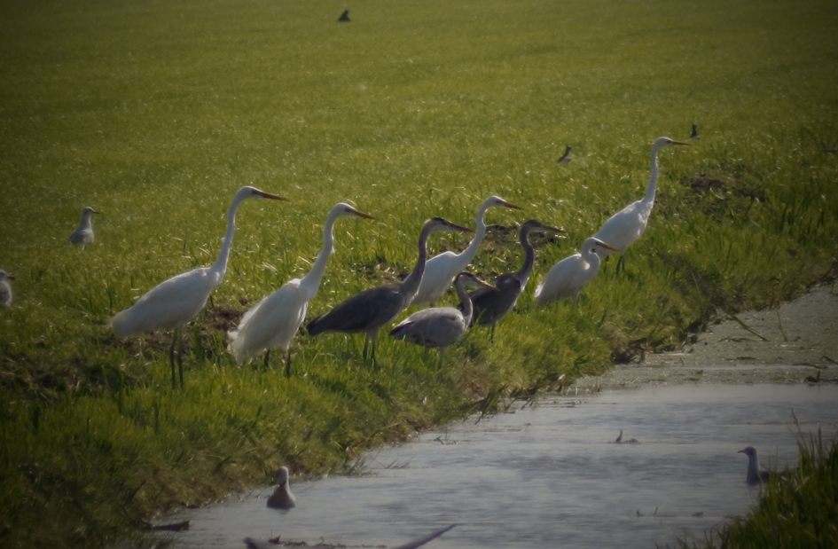 Viswedstrijd in de Krimpenerwaard - Vogels - Grote Zilverreiger, Blauwe reiger