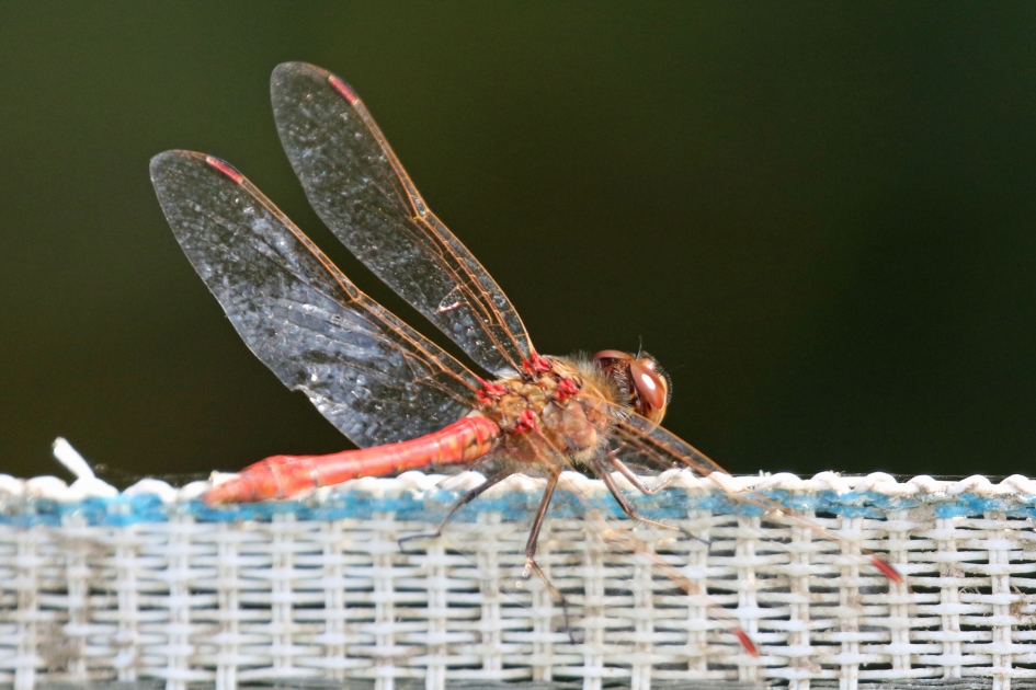 Vlechtwerk - Geleedpotigen - 