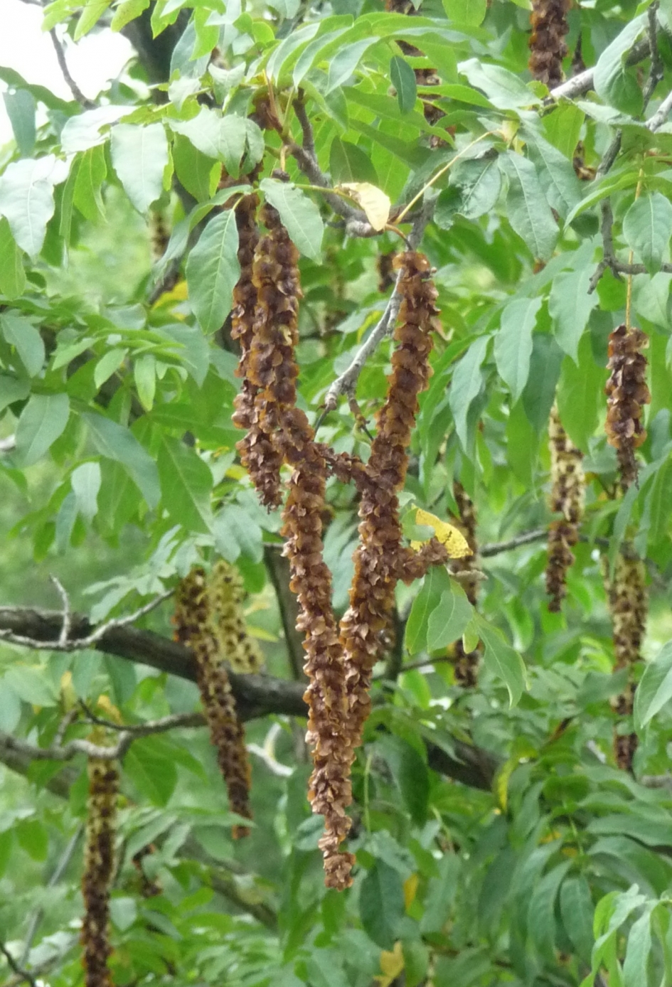 Vleugelnoot - Planten - 