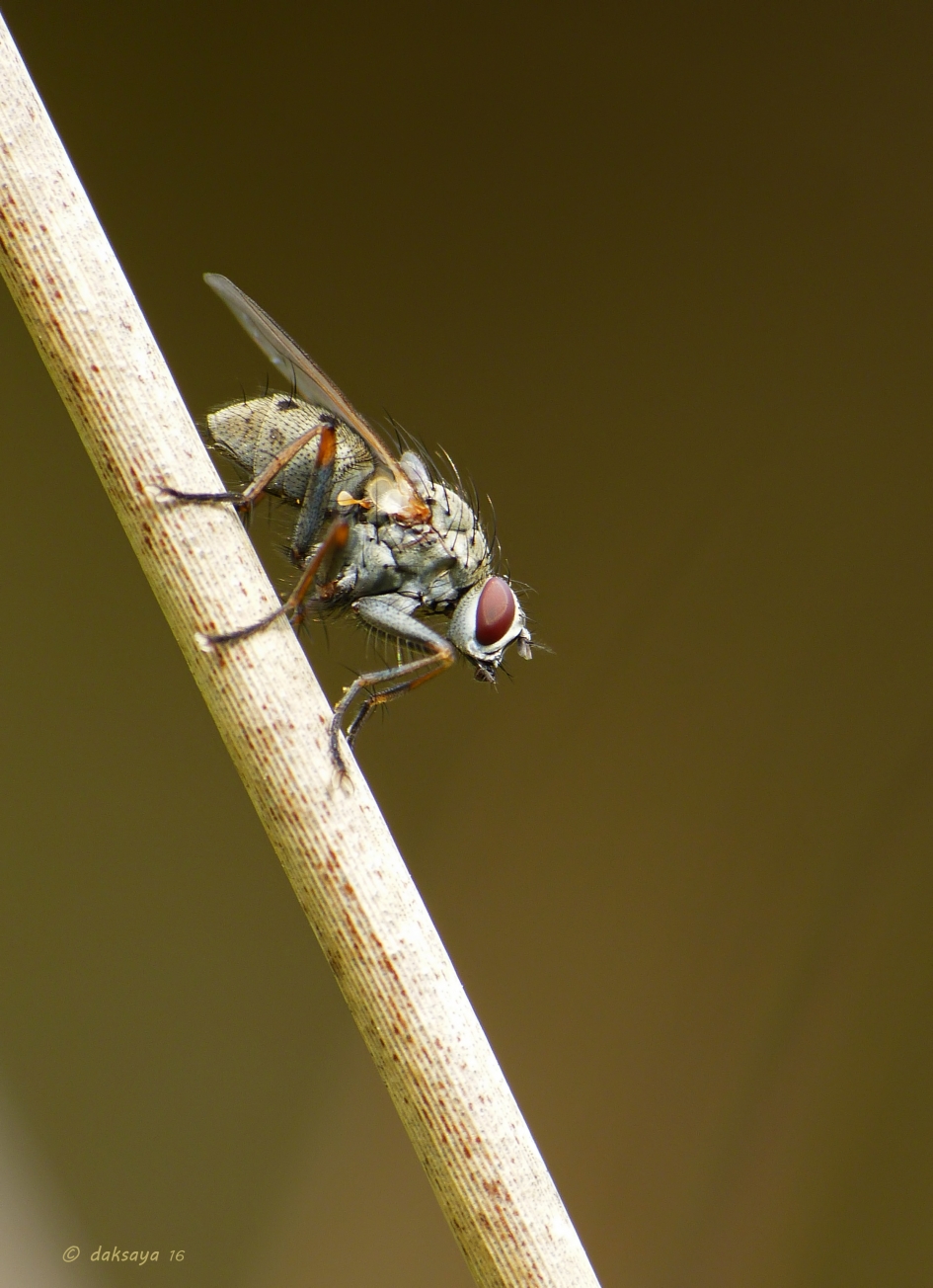 Vlieg - Geleedpotigen - 