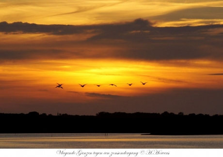 Vliegende Ganzen tegen een zonsondergang