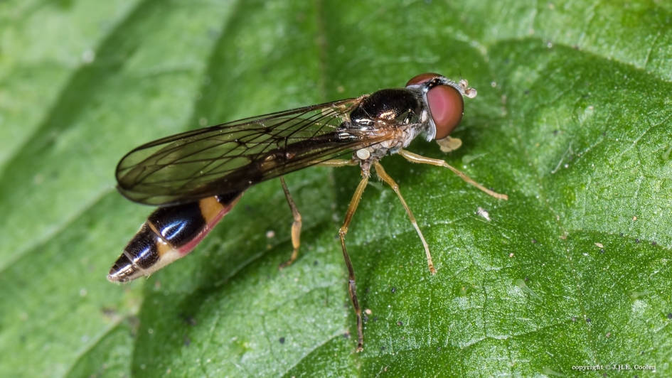 Vliegende speld - Geleedpotigen - Vliegende speld