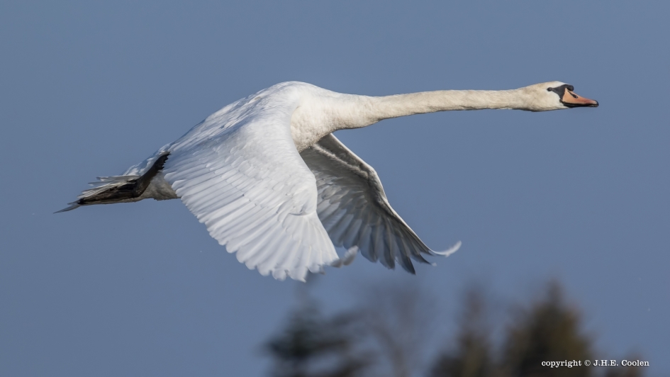 Vlucht - Vogels - Zwaan
