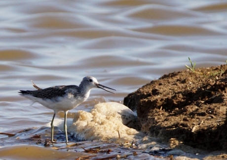 Voerangerende groenpootruiter