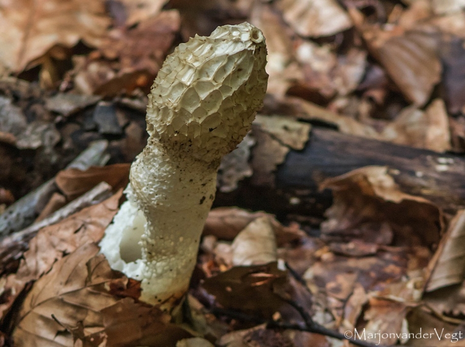 Voor Dirk - Schimmels - stinkzwam