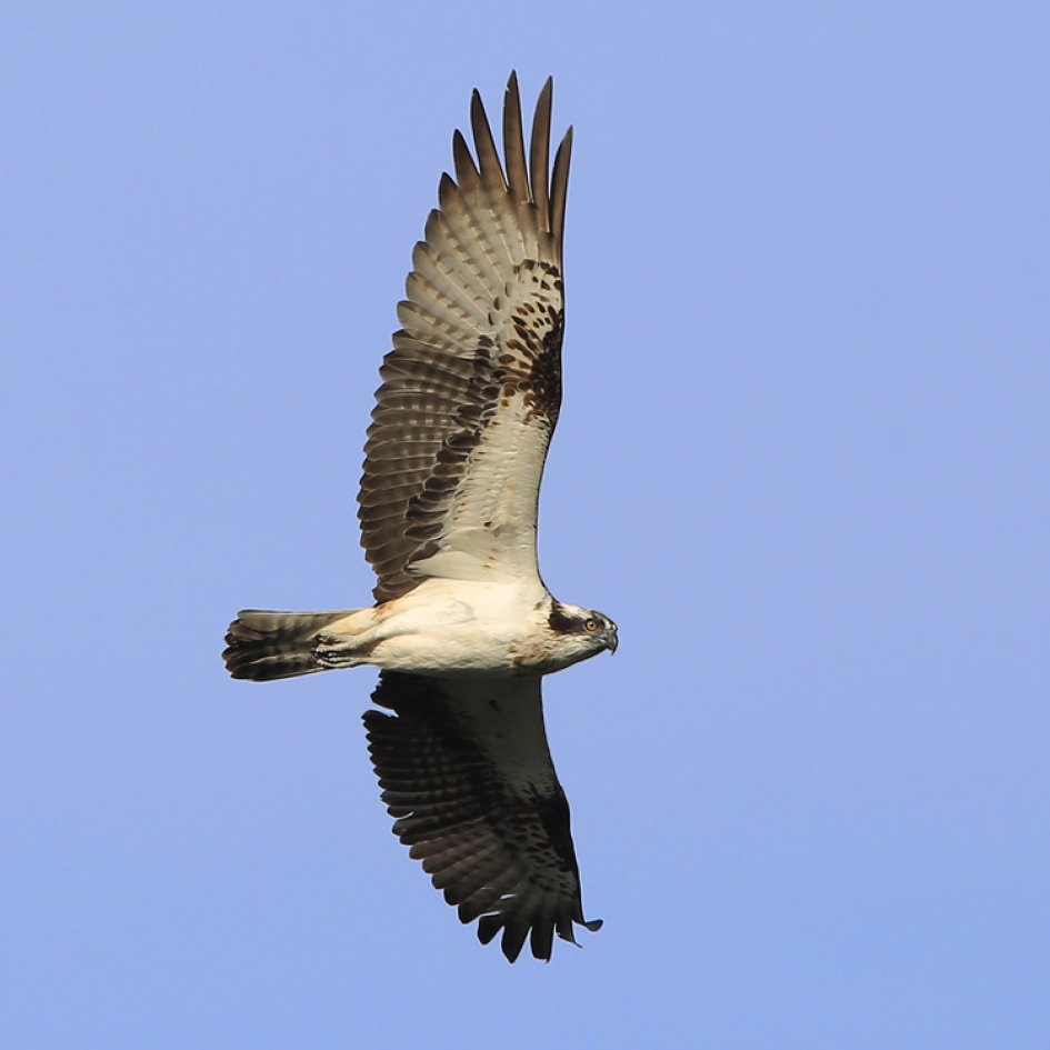 Voorbij - Vogels - Visarend