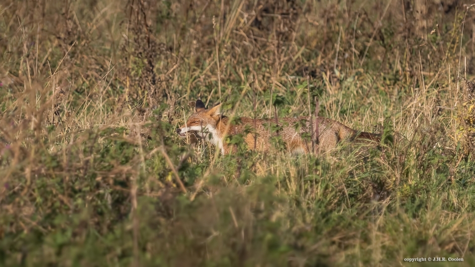 Vos - Zoogdieren - Vos