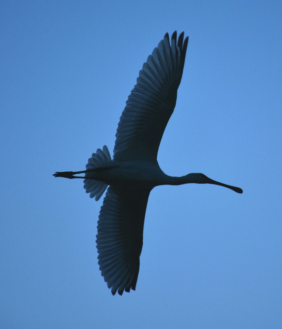 vrije vlucht - Vogels - lepelaar