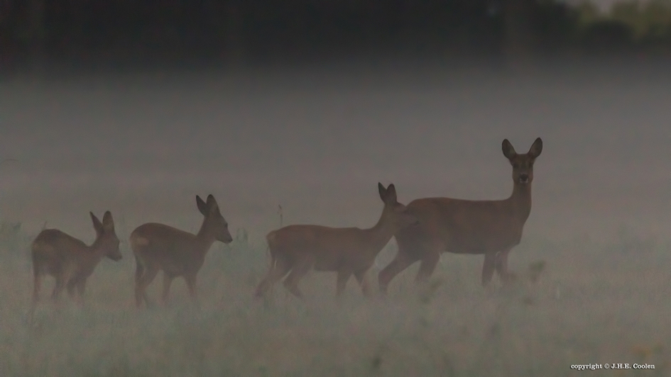 Vroeg opstaan.... - Zoogdieren - Ree