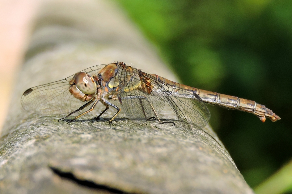 Vrolijke libel - Geleedpotigen - Bruinrode heidelibel