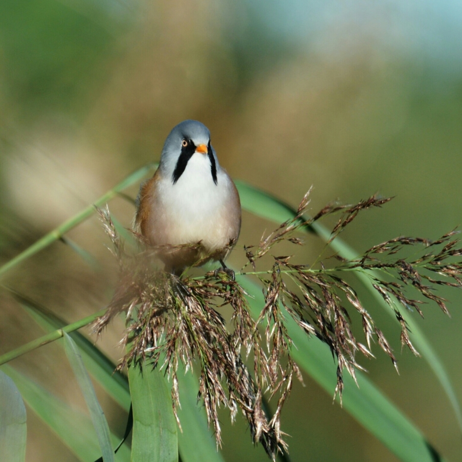 vrolijke noot - Vogels - baardmannetje