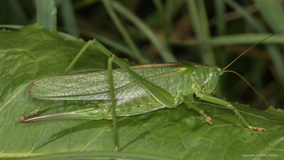 Vrouw - Geleedpotigen - Grote groene sabelsprinkhaan
