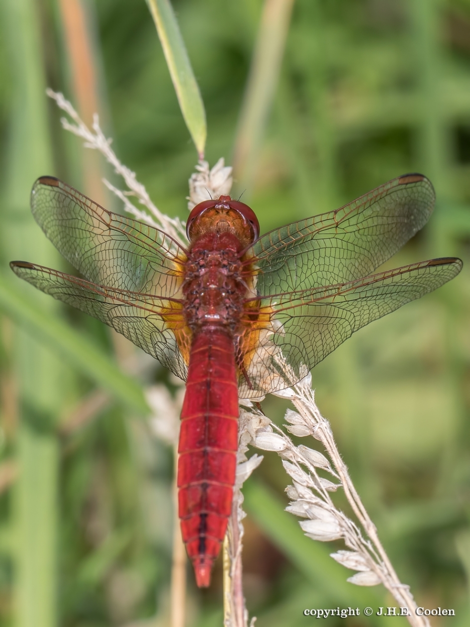 Vuurlibel (man) - Geleedpotigen - Vuurlibel