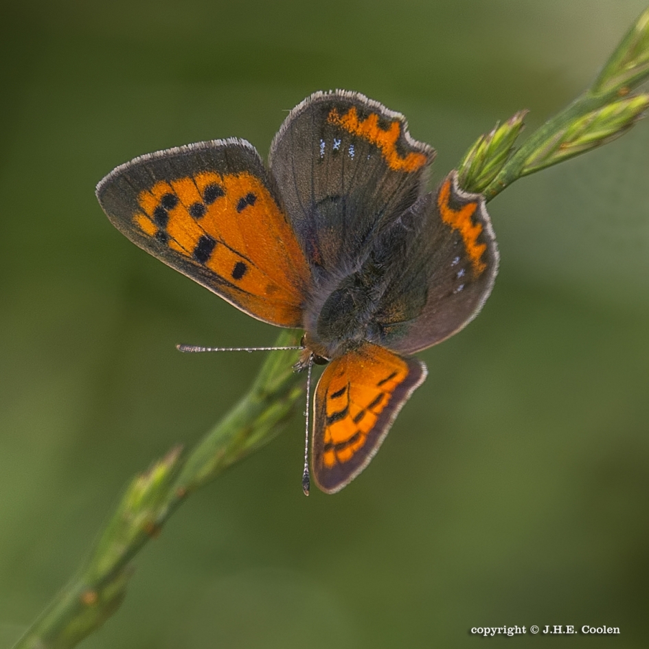 Vuurvlindertje - Geleedpotigen - Kleine vuurvlinder