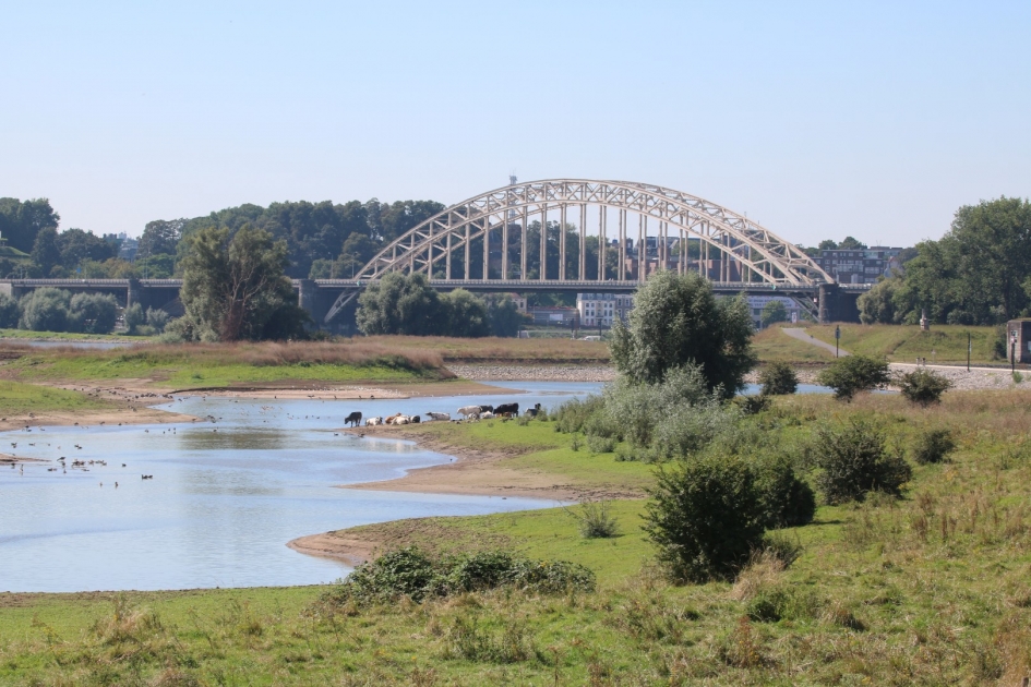 Waalbrug met koeien bij de Waal - Weer en landschap - 