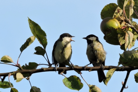 Waar blijft het eten?