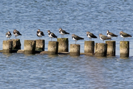 Waar is Henk nu gebleven?