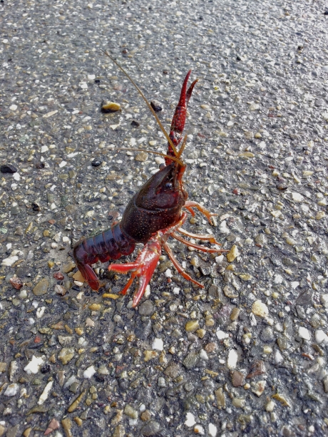 Wandelaar op het fietspad