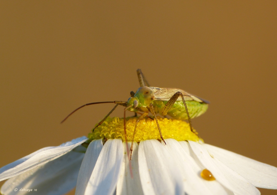 Wants - Geleedpotigen - 