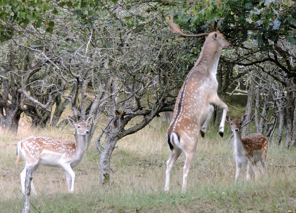 Wat doet papa nou? - Zoogdieren - Damhert
