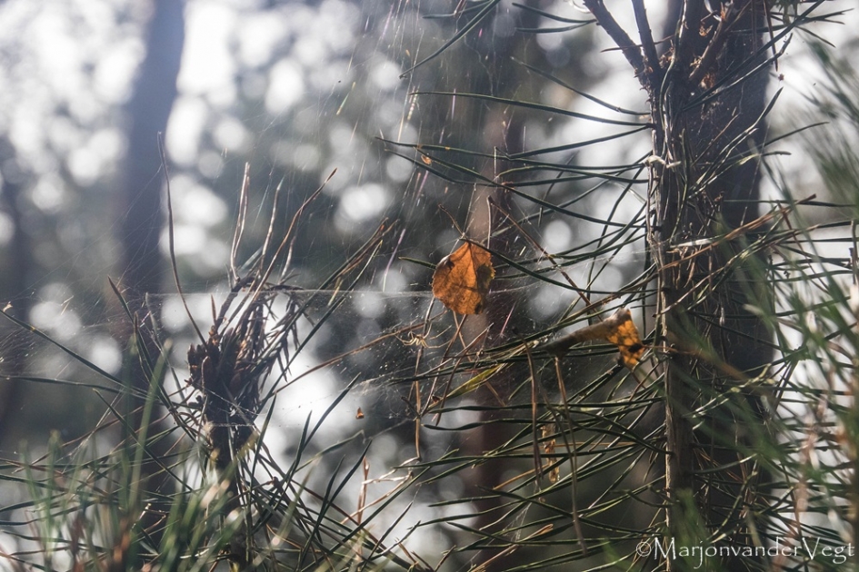 Wat nou spinnenweb? - Weer en landschap - spin