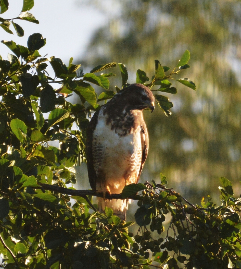 wat zien ik....? - Vogels - buizerd
