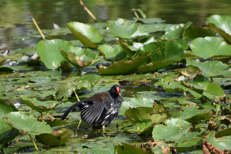 Even strekken.. - Vogels - 