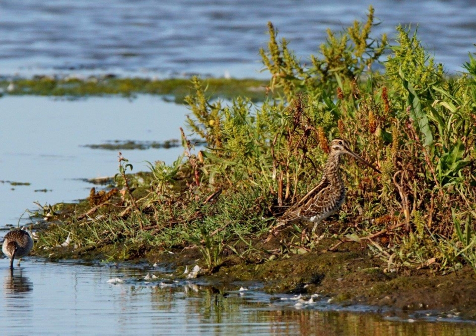 watersnip - Vogels - Watersnip