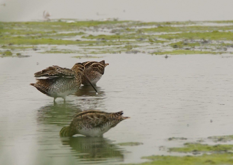 Watersnippen - Vogels - Watersnip