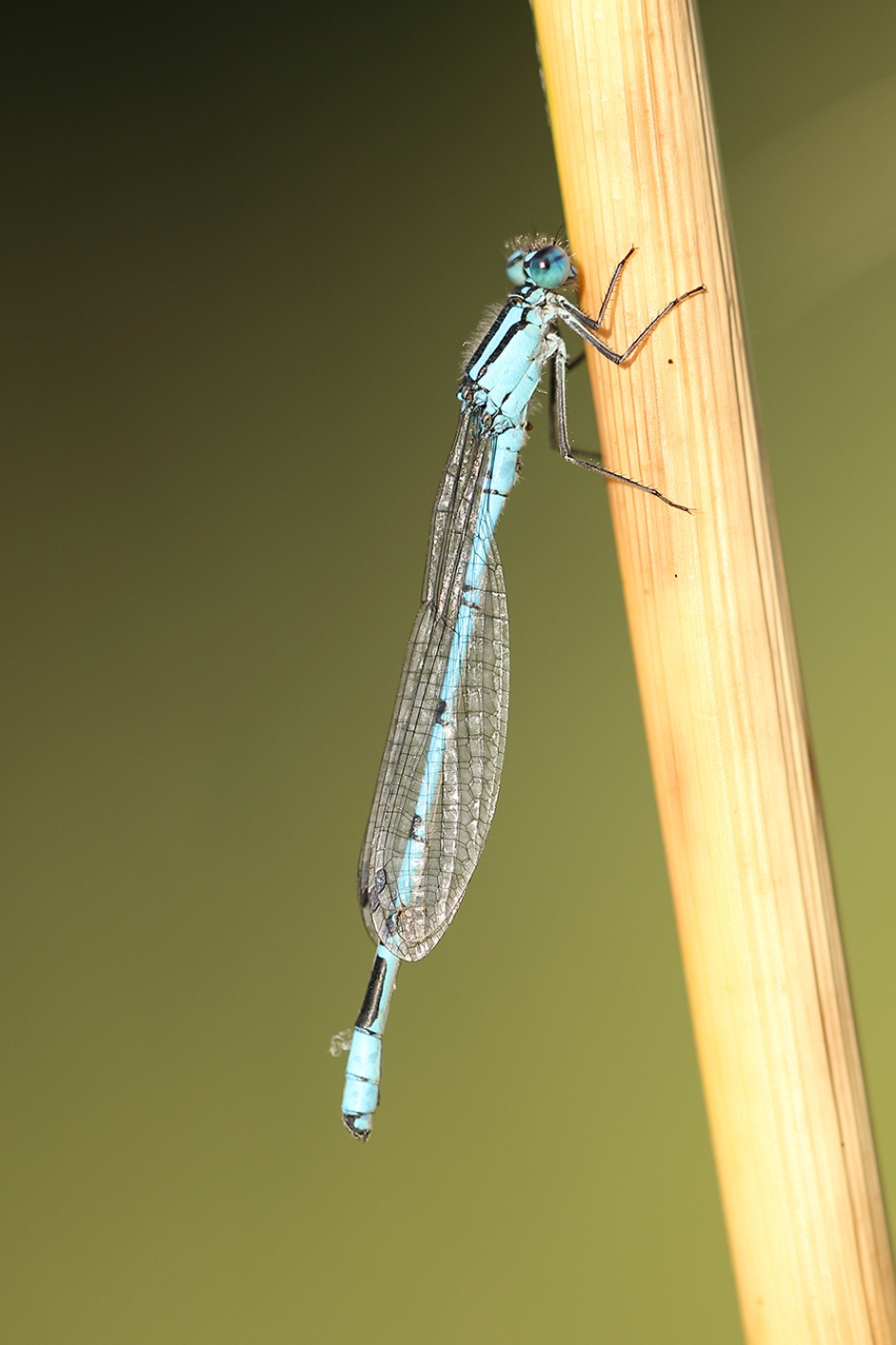 watersnuffel -v- - Geleedpotigen - 